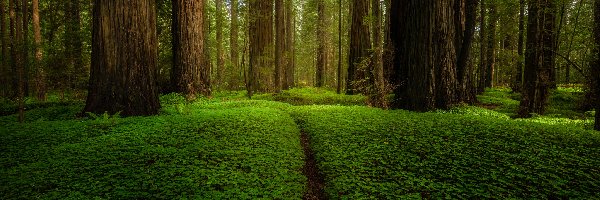 Sekwoje, Las, Stany Zjednoczone, Kalifornia, Drzewa, Ścieżka, Park Narodowy Redwood, Zielony