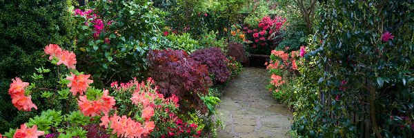 Rododendrony, Różaneczniki, Ogród