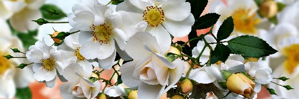 Kwiaty, Grafika 2D, Dzika róża, Białe
