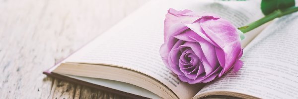 Książka, Róża, Fioletowa