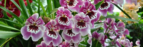 Kwiaty, Orchidea, Storczyki, Jasnofioletowe