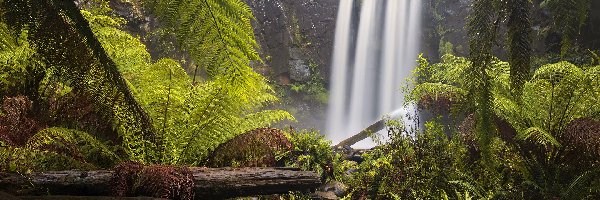 Kłody, Hopetoun Falls, Australia, Stan Wiktoria, Paprocie, Skała, Park Narodowy Great Otway, Wodospad