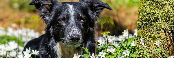 Border collie, Zawilce gajowe, Kwiaty, Pies
