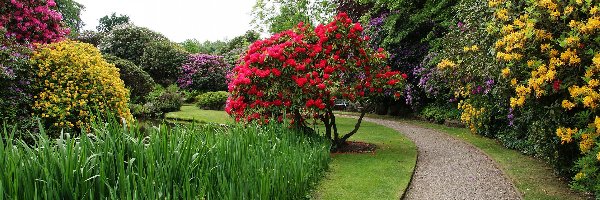 Drzewa, Ogród Biddulph Grange, Anglia, Biddulph, Alejka, Różaneczniki, Kwiaty, Park