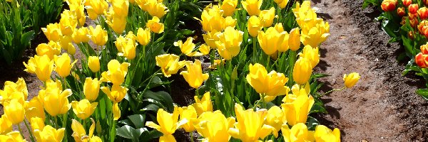 Tulipany, Żółte, Kolorowe