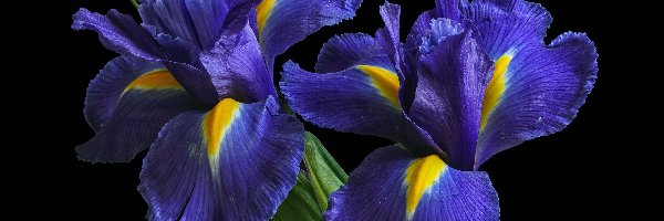 Irysy, Niebieskie, Kwiaty