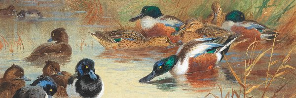 Kaczki, Archibald Thorburn, Ptaki, Jezioro, Malarstwo, Reprodukcja obrazu