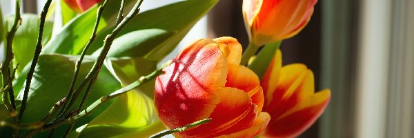 Tulipany, Żółto-czerwone, Kwiaty