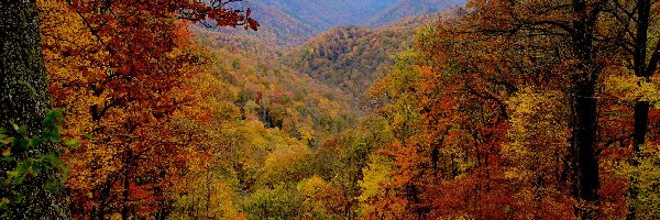 Jesień, Las, Góry, Drzewa, Kolorowe