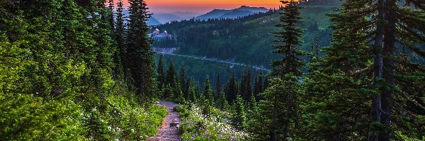 Droga, Kwiaty, Drzewa, Góry, Park Narodowy Mount Rainier, Stany Zjednoczone, Stan Waszyngton, Świerki, Zachód słońca
