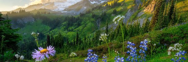 Wschód słońca, Stratowulkan Mount Rainier, Stany Zjednoczone, Łubin, Góry, Fioletowe, Kwiaty, Łąka, Park Narodowy Mount Rainier, Stan Waszyngton