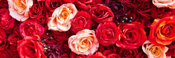 Róże, Różowe, Czerwone