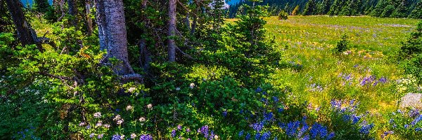 Drzewa, Stratowulkan Mount Rainier, Stany Zjednoczone, Łubin, Góry, Niebieskie, Kwiaty, Łąka, Park Narodowy Mount Rainier, Stan Waszyngton
