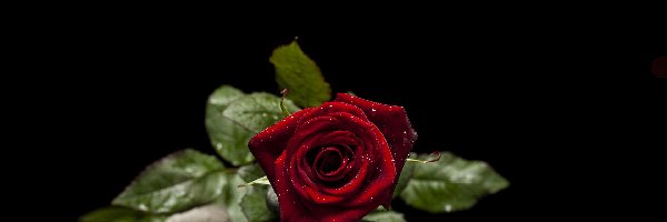 Czerwona, Kamienie, Róża, Kwiat