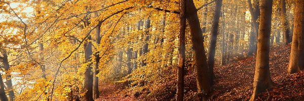 Ścieżka, Las, Gałęzie, Liście, Drzewa, Jesień