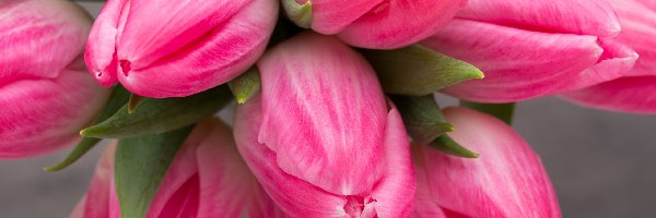 Nierozwinięte, Tulipany, Różowe, Kwiaty