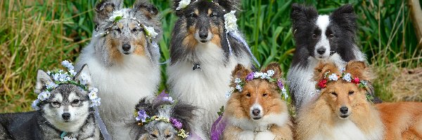 Psy, Border collie, Owczarki szetlandzkie, Kwiaty, Wianki