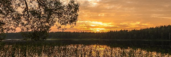 Jezioro, Szuwary, Drzewa, Wschód słońca
