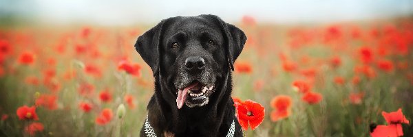 Pies, Obroża, Labrador retriever, Maki, Kwiaty