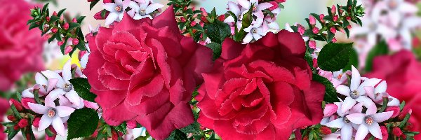 Róże, 2D, Kwiaty, Czerwone