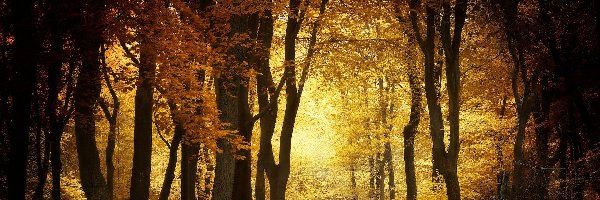 Drzewa, Kałuża, Jesień, Las