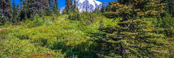 Trawa, Kwiaty, Park Narodowy Mount Rainier, Stratowulkan Mount Rainier, Łąka, Stany Zjednoczone, Stan Waszyngton, Góry, Świerki