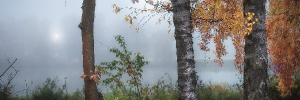 Jesień, Brzozy, Drzewa, Mgła, Rzeka