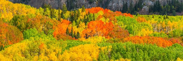 Kebler Pass, Kolorado, Jesień, Drzewa, Przełęcz, Góry, Las, Stany Zjednoczone