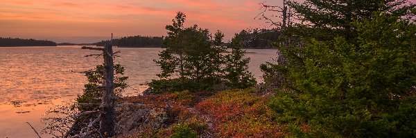 Zachód słońca, Cobscook Bay, Stany Zjednoczone, Roślinność, Drzewa, Świerki, Kolorowa, Zatoka, Jezioro, Stan Maine