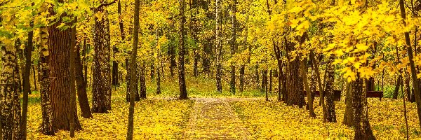 Jesień, Ścieżka, Drzewa, Alejka, Park, Ławki, Liście