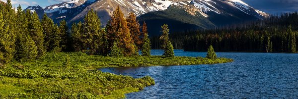 Kanada, Jezioro, Maligne Lake, Góry, Park Narodowy Jasper, Prowincja Alberta, Drzewa