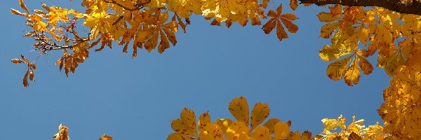Pożółkłe, Drzewo, Liście, Jesień, Kasztanowiec