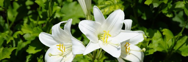 Kwiaty, Lilie, Białe, Pąki, Listki