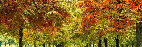 Kolorowe, Alejka, Drzewa, Liście, Park, Jesień