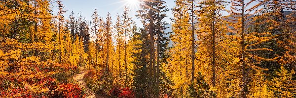 Las, Rośliny, Ścieżka, Drzewa, Jesień, Stany Zjednoczone, Stan Waszyngton, Kolorowe, Park Narodowy Północnych Gór Kaskadowych
