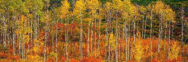 Kebler Pass, Kolorado, Jesień, Lasy, Przełęcz, Drzewa, Topole osikowe, Stany Zjednoczone