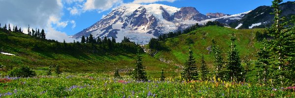 Drzewa, Stratowulkan, Stany Zjednoczone, Stan Waszyngton, Mount Rainier, Łąka, Park Narodowy Mount Rainier, Góry