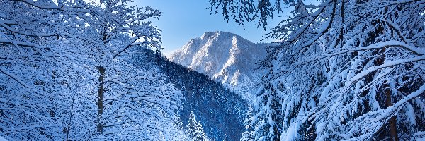 Alpy, Drzewa, Góry, Austria, Ośnieżone, Zima