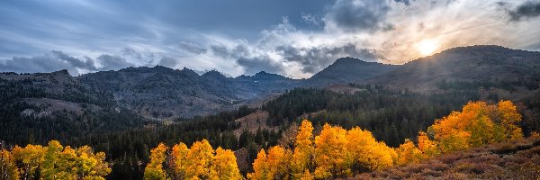 Stany Zjednoczone, Rośliny, Drzewa, Góry, Jesień, Sonora Pass, Eastern Sierra, Słońce, Kalifornia
