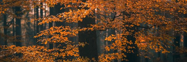 Jesień, Gałęzie, Drzewo, Liście, Brązowo-żółte