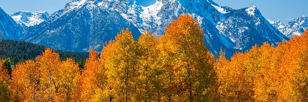 Stany Zjednoczone, Góry, Teton Range, Park Narodowy Grand Teton, Jesień, Stan Wyoming, Drzewa