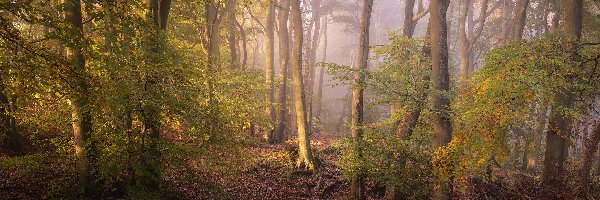 Las, Mgła, Drzewa, Anglia, Hrabstwo Oxfordshire