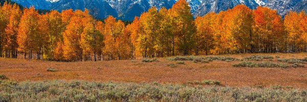 Teton Range, Park Narodowy Grand Teton, Stany Zjednoczone, Stan Wyoming, Góry, Pożółkłe, Drzewa, Jesień