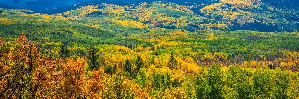 Góry, Kolorado, Jesień, Lasy, Przełęcz Kebler Pass, Drzewa, Roślinność, Stany Zjednoczone