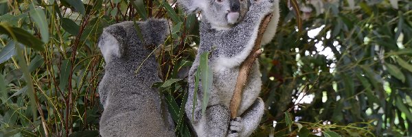 Eukaliptus, Drzewo, Koale
