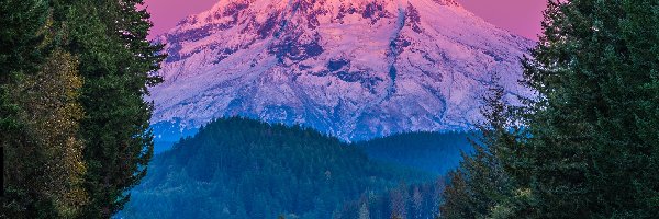 Drzewa, Śnieg, Mount Hood, Stratowulkan, Góra, Stany Zjednoczone, Stan Oregon, Szczyt, Świerki