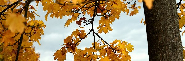 Drzewo, Gałęzie, Klon, Jesień, Liście