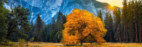 Drzewa, Park Narodowy Yosemite, Stany Zjednoczone, Stan Kalifornia, Góry, Las, Promienie słońca, Jesień