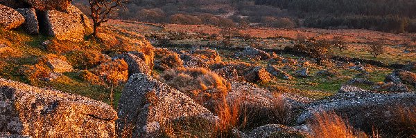 Kamienie, Skały, Anglia, Hrabstwo Devon, Wzgórza, Drzewo, Trawa, Park Narodowy Dartmoor