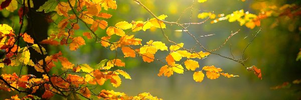 Jesień, Kolorowe, Gałąź, Rozświetlone, Liście